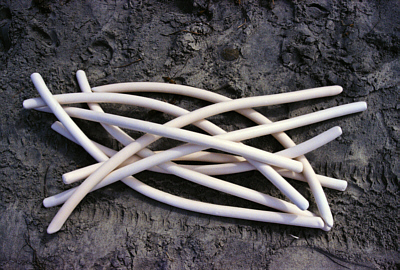 Extruded Group On S. Cal. Beach